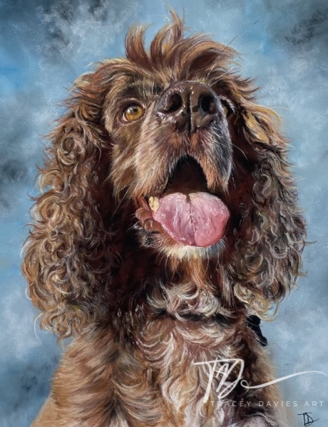 Spaniel Dog portrait by Tracey Davies