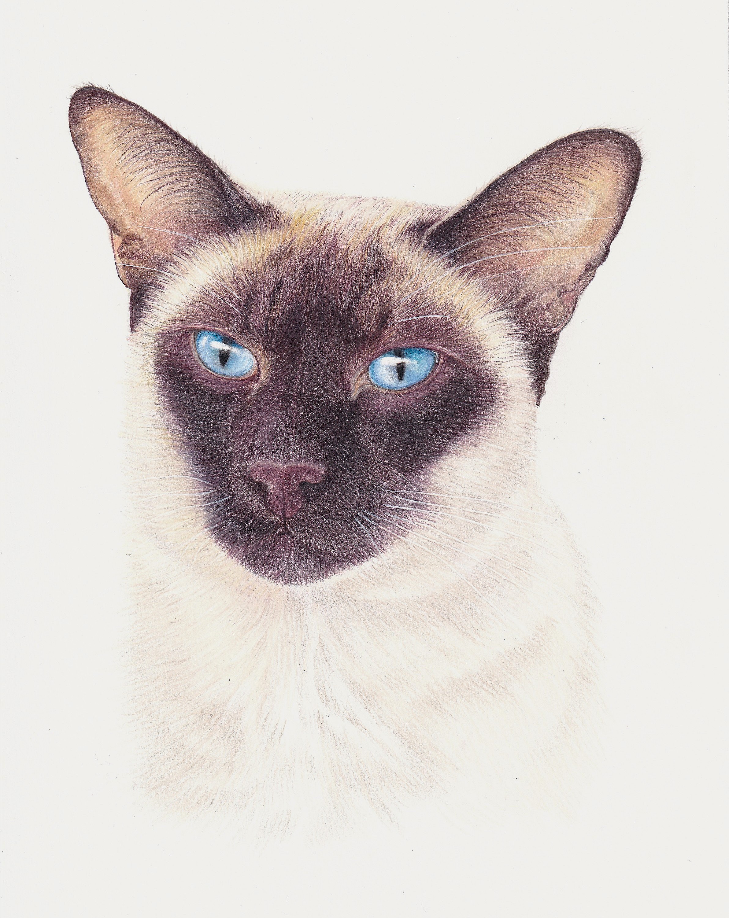 Siamese Cat portrait by Sue Tyler