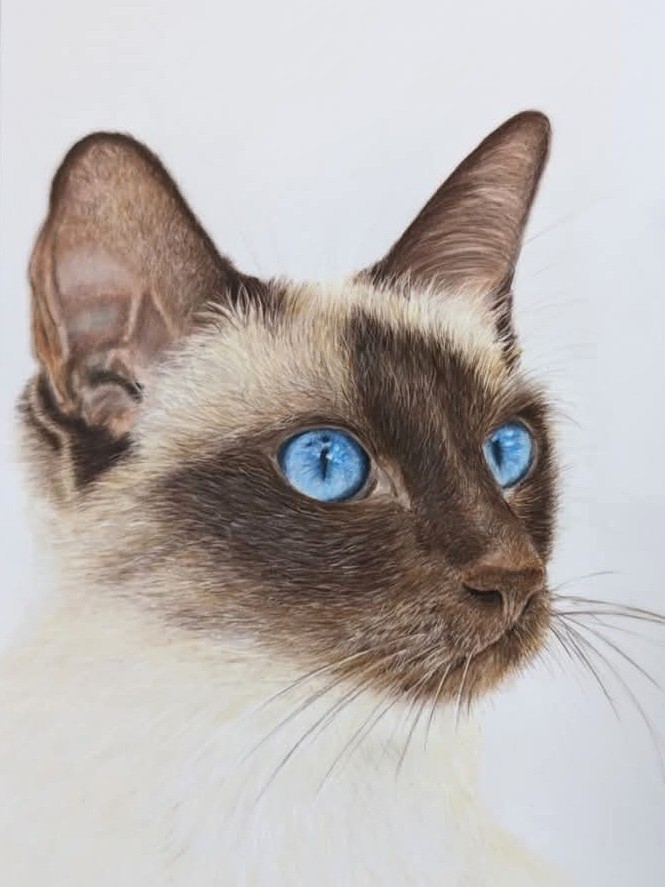 Cat portrait by Sarah Reid