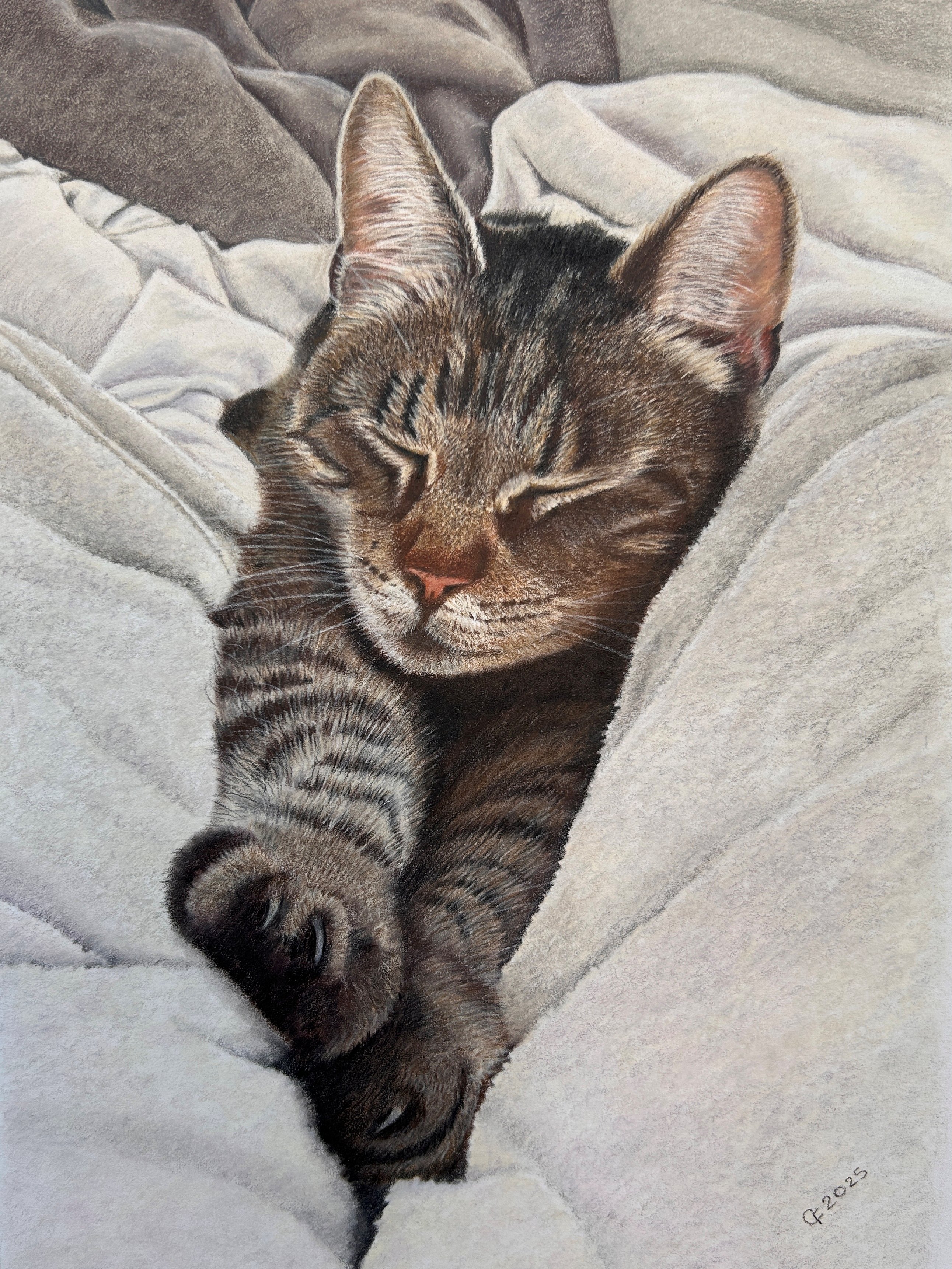 Sleeping cat portrait by Carol Frances
