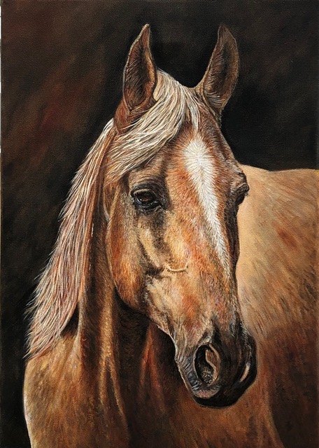 Horse portrait by Helen Abbott
