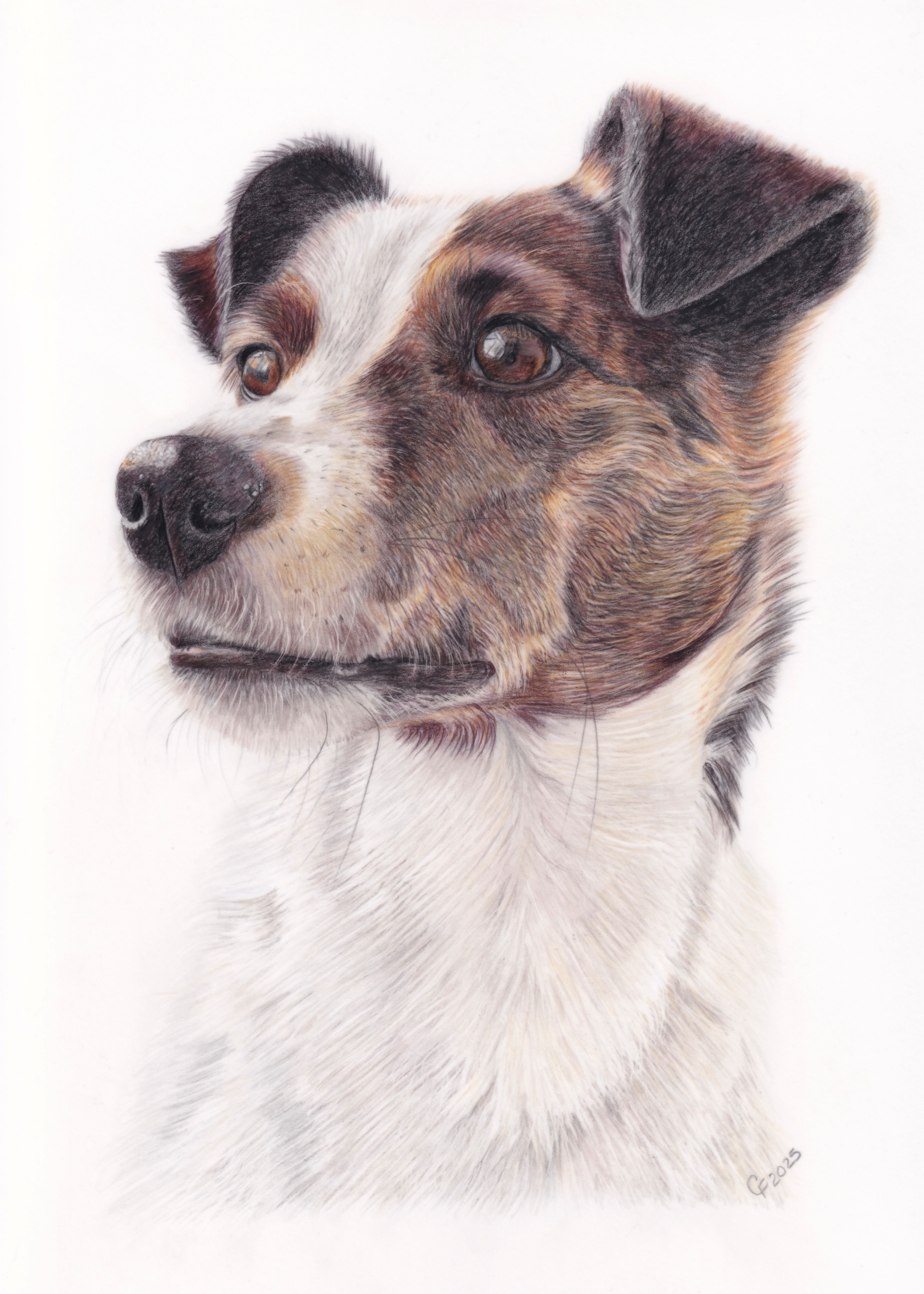 Jack Russell portrait by Carol Frances
