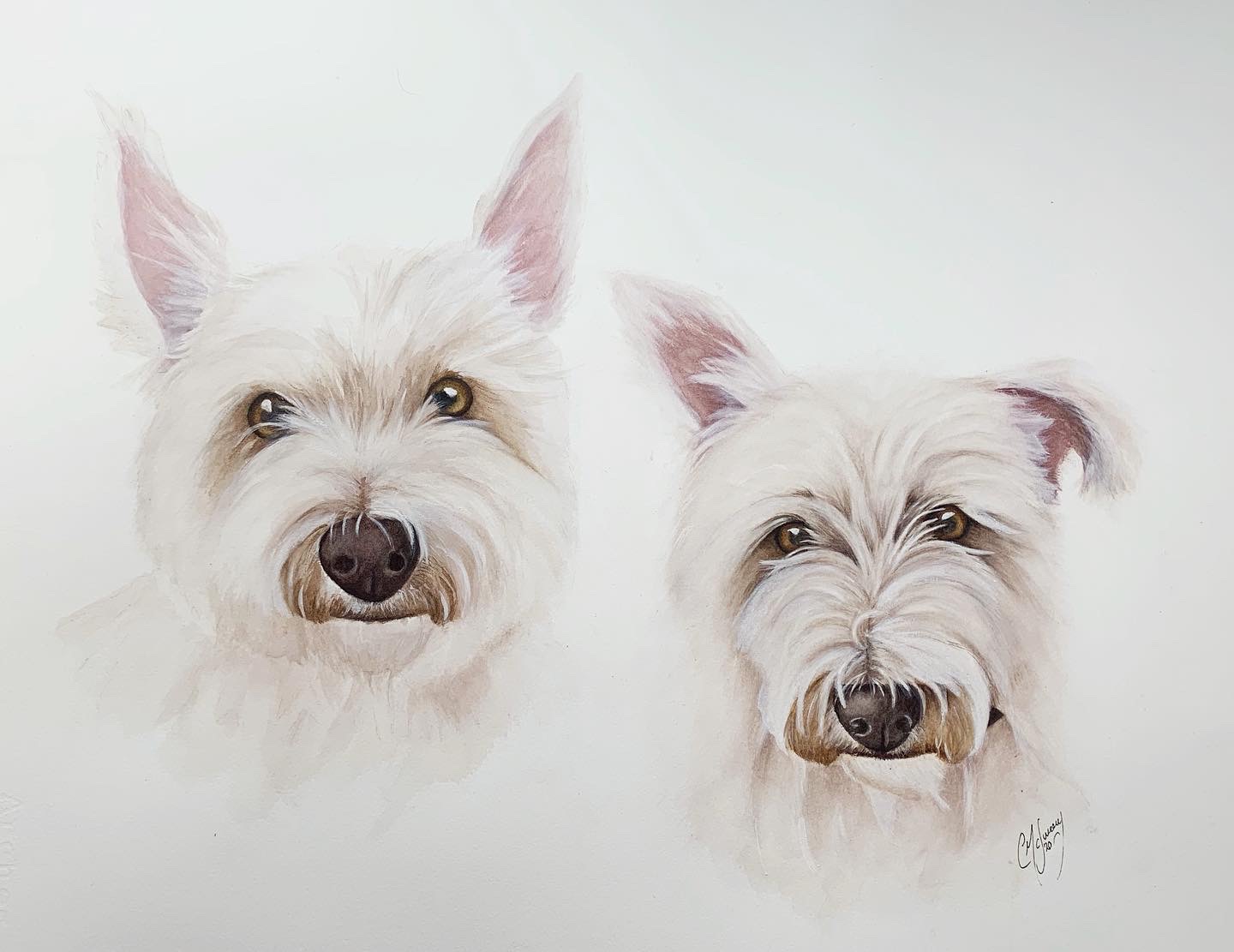 pair of white dogs portrait by Catherine McSweeney