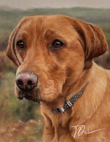 Dog portrait in a field by Tracey Davies