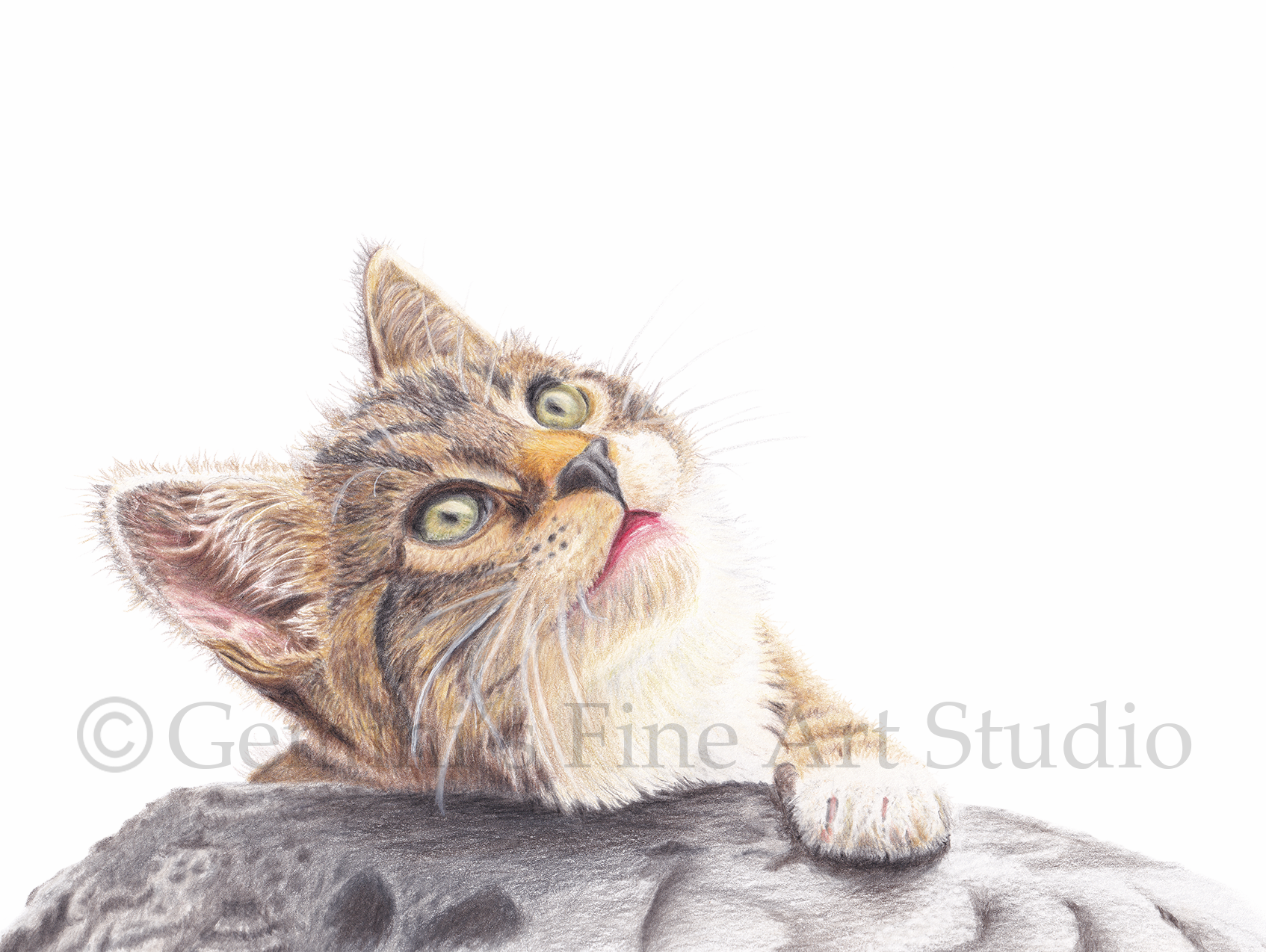 cat portrait by Amanda Lloyd Jennings of Gemini