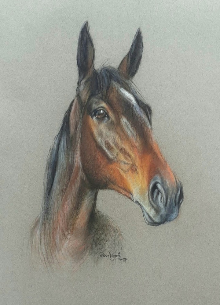 Horse portrait by Peter Hogarth