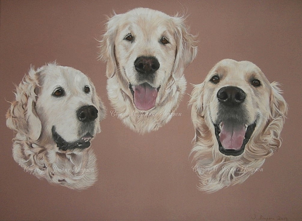 3 Golden Retriever dogs in a portrait by Joanne Simpson