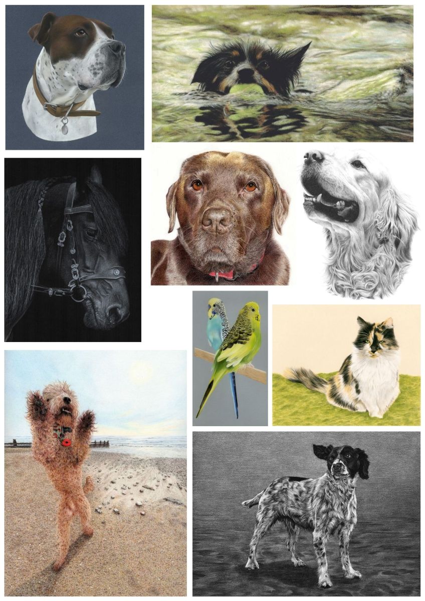 Collage of dog cat and bird portraits by Tamsin Dearing
