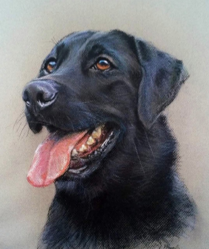 Black dog portrait by Peter Hogarth