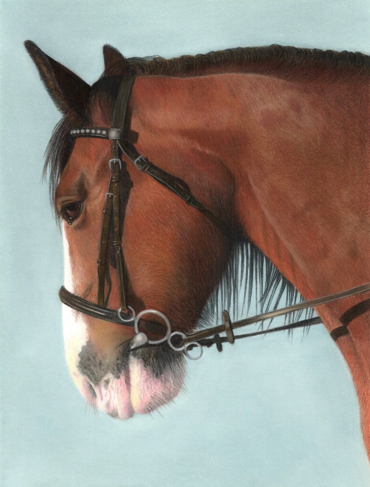 horse portrait by Tamsin Dearing
