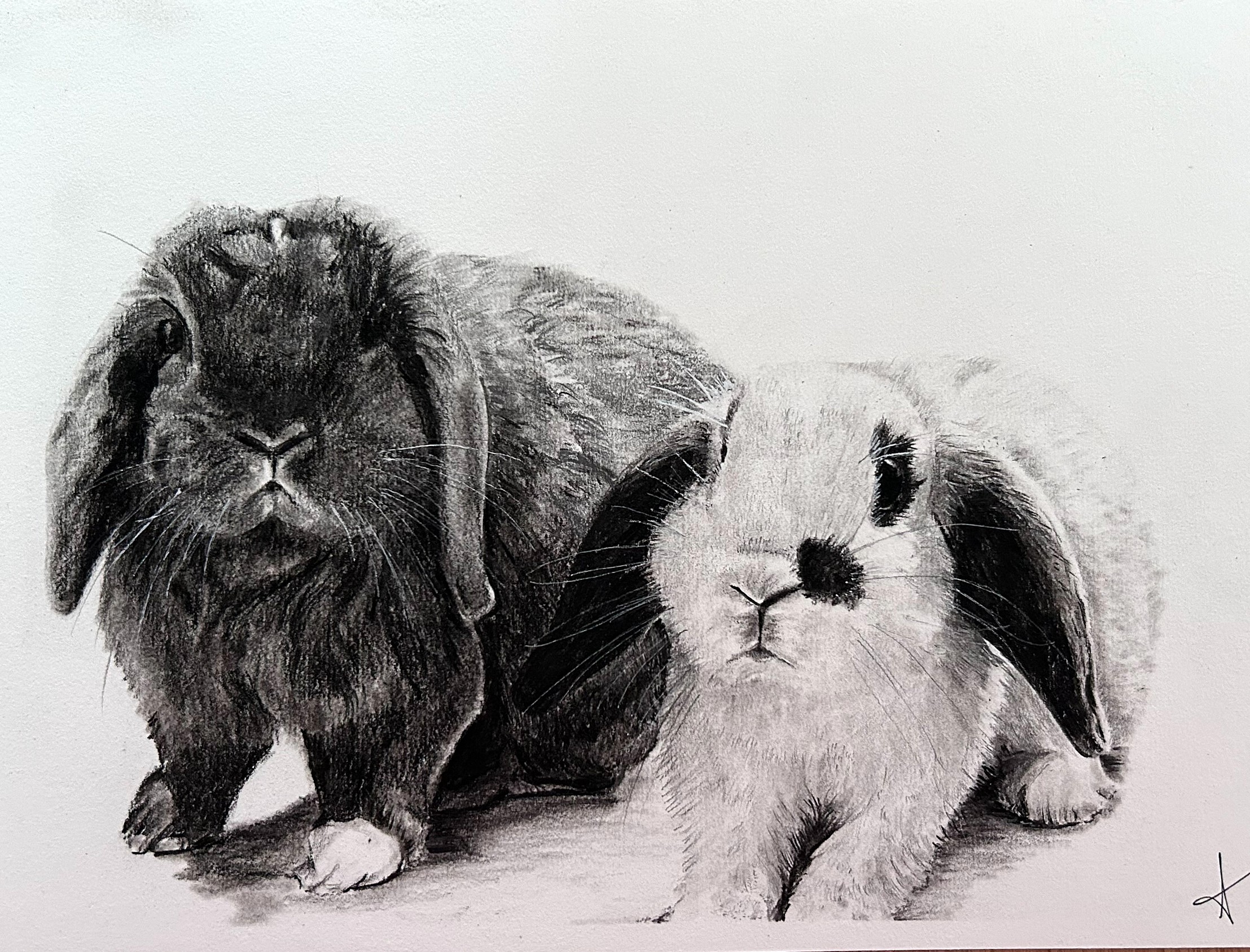 2 Rabbits in charcoal by Kaberry Art