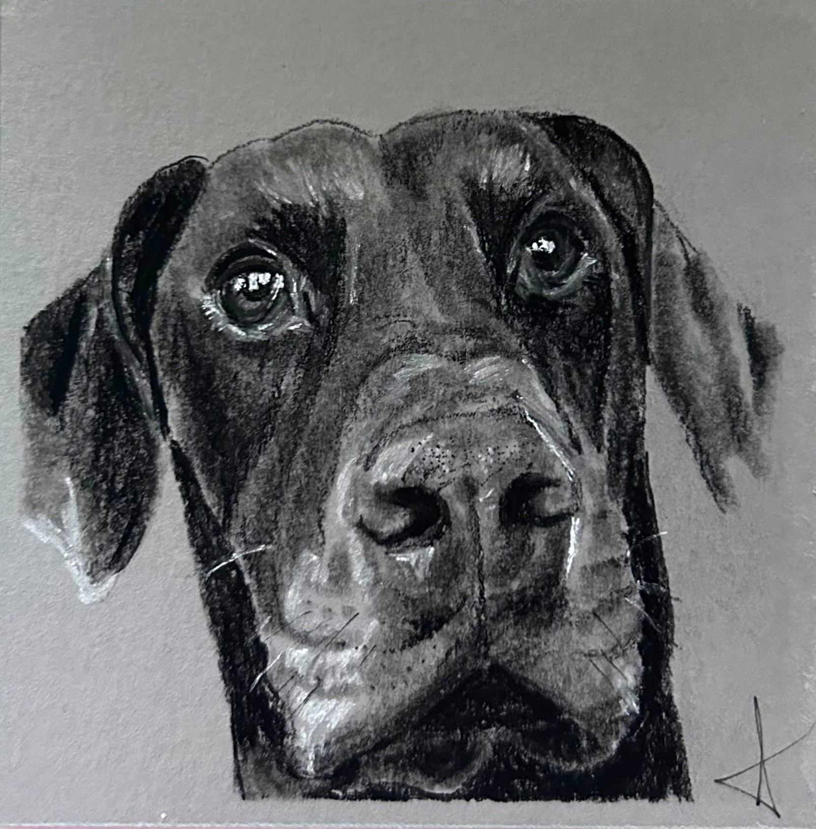 Dog portrait in charcoal by Kaberry Art