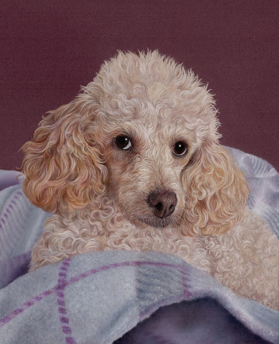Poodle Portrait by Tamsin Dearing