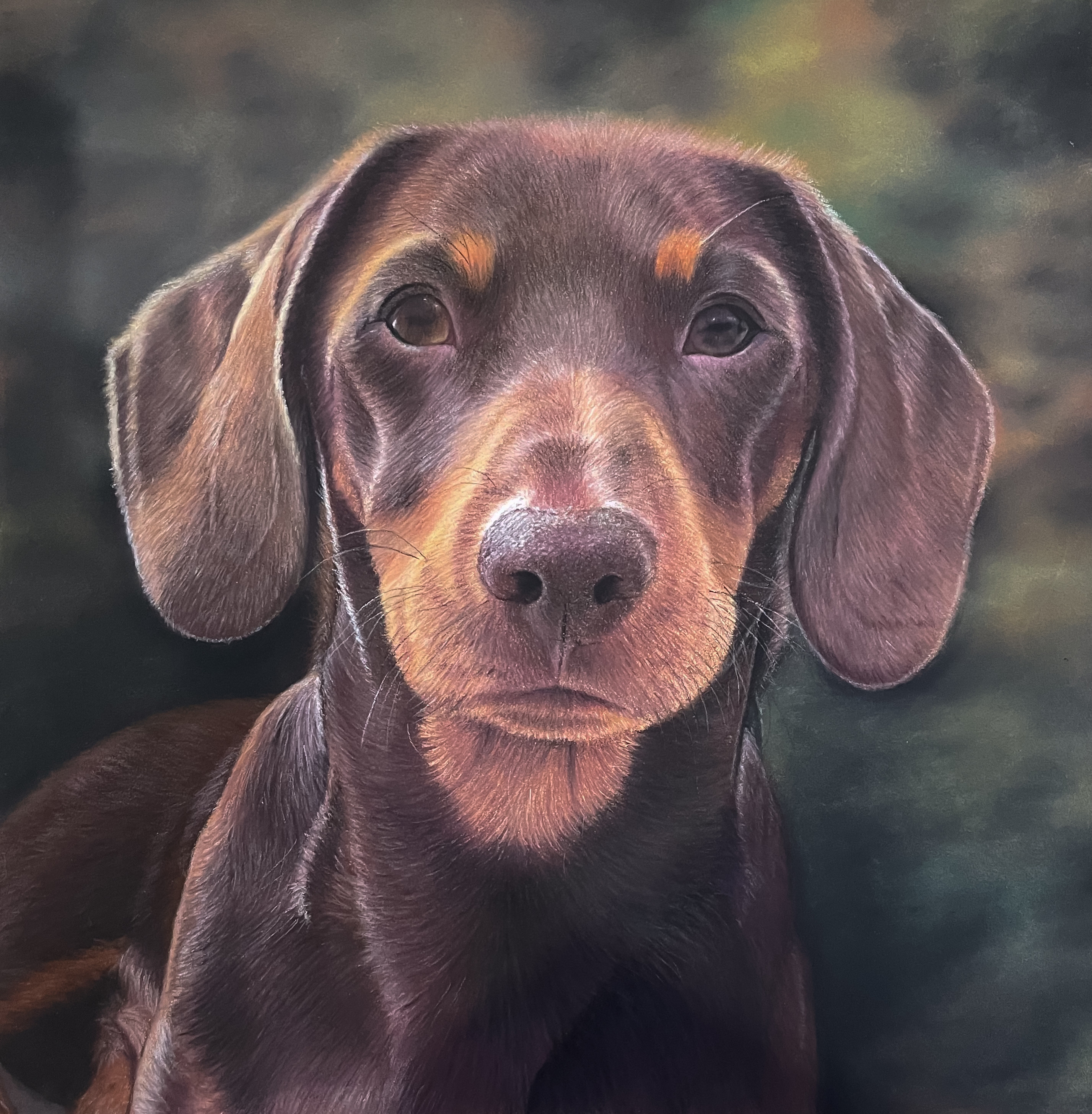 Dog portrait by Andrea Cox