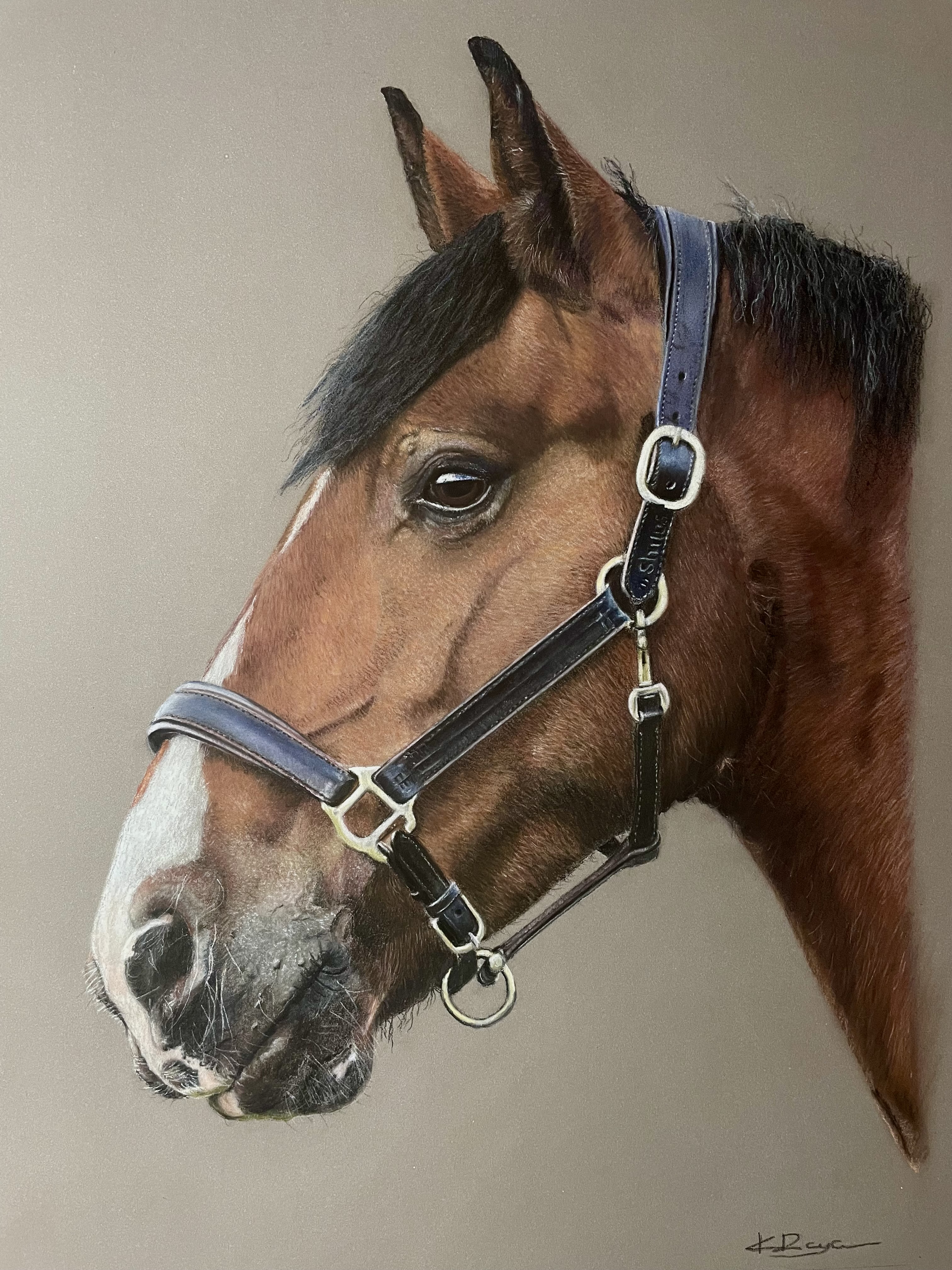 Horse portrait by Karl Royce