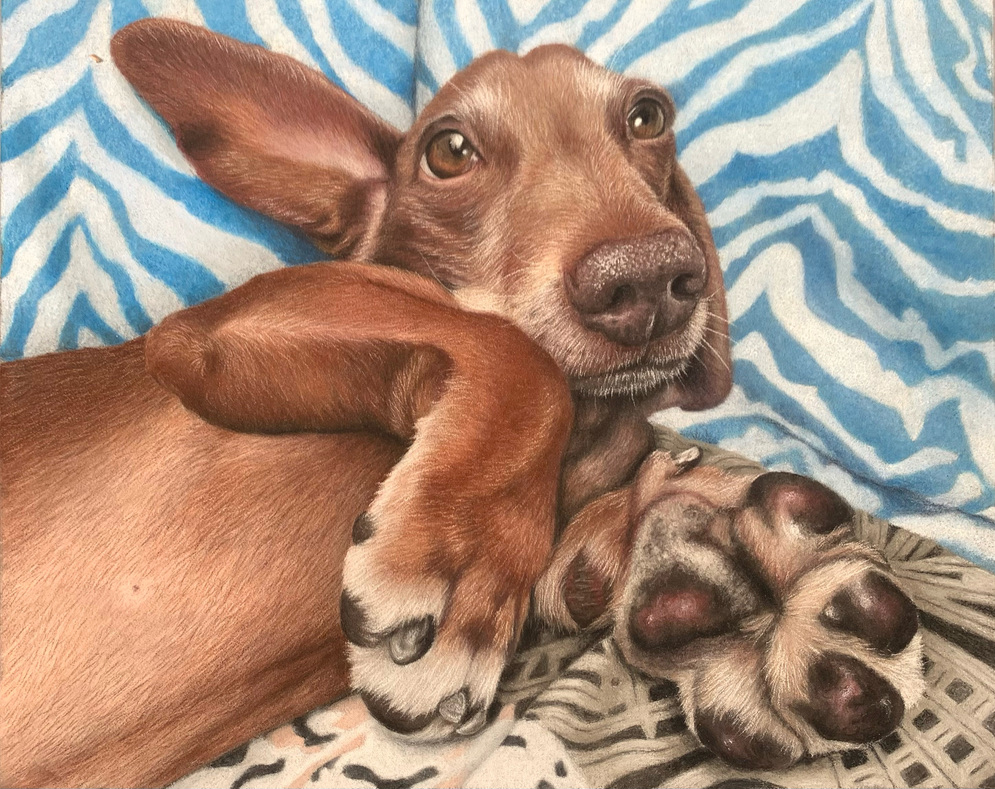 Dog portrait by Sally Sturgess