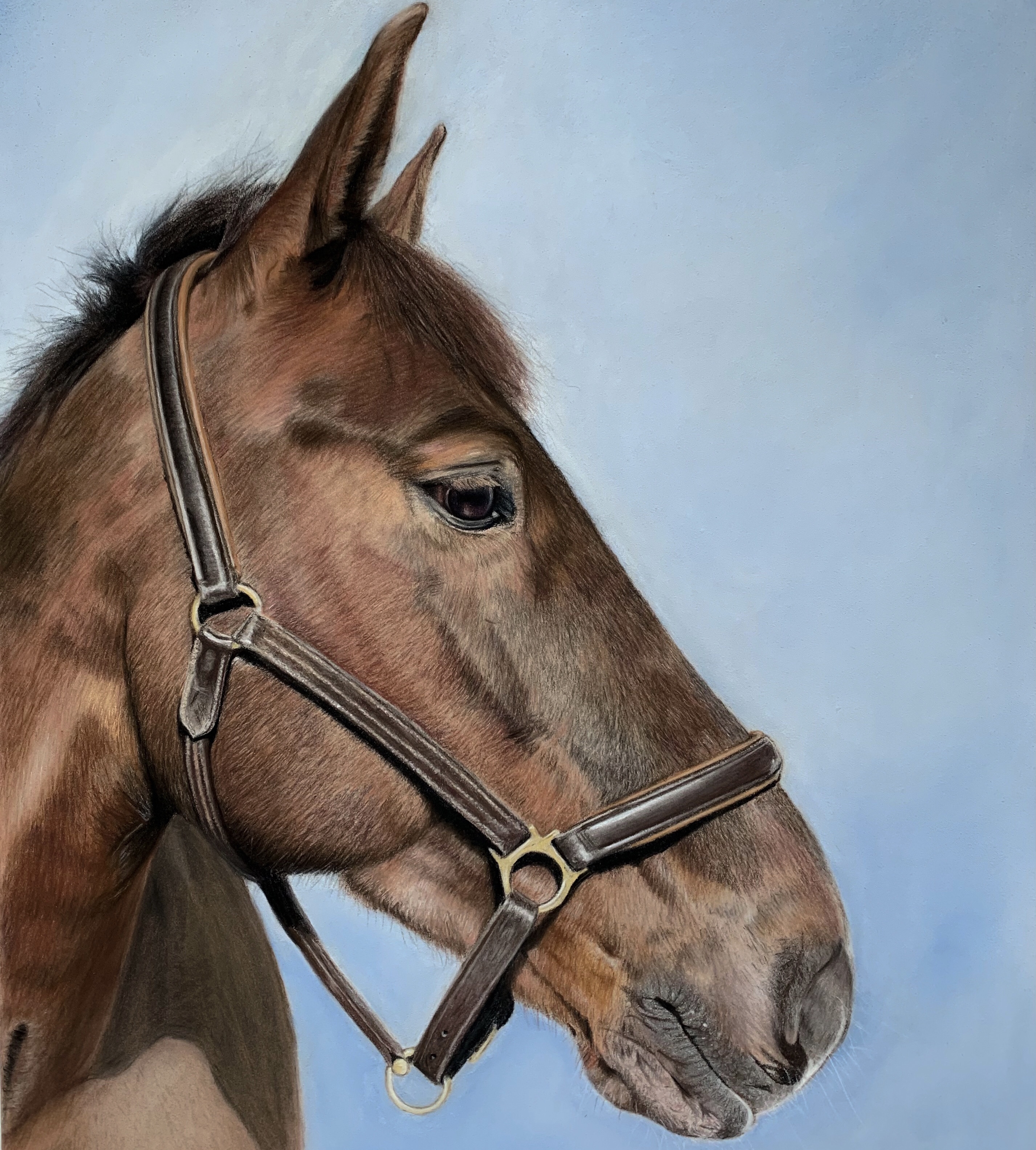 Portrait of a chestnut horse by Andrea Cox