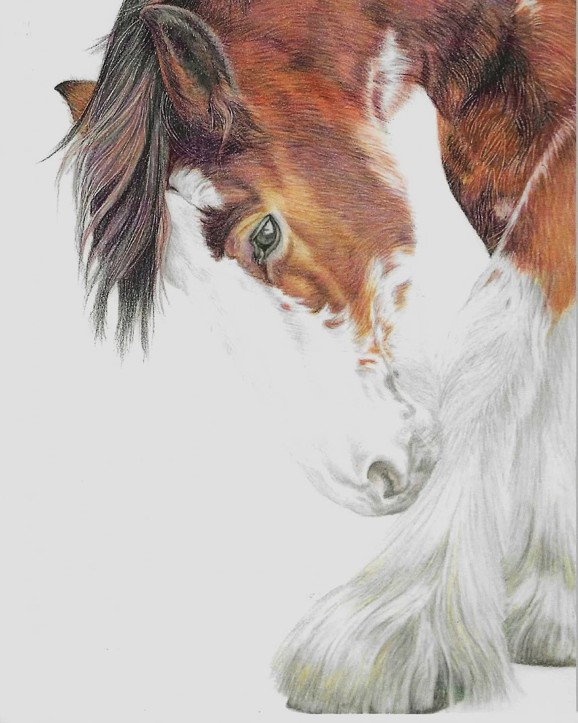 Shire Horse portrait by Sue Tyler