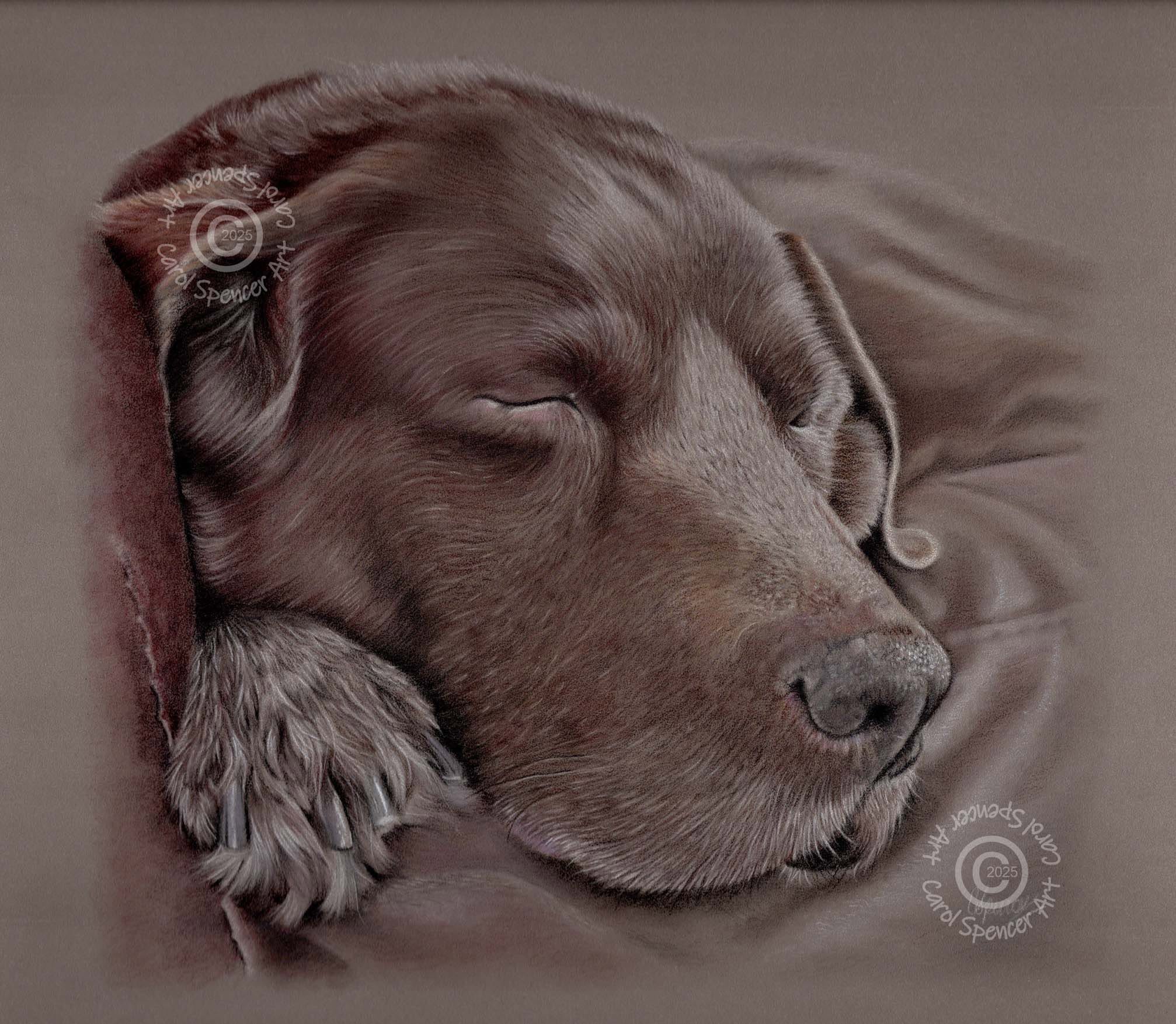 Sleeping Dog portrait by Carol Spencer Art