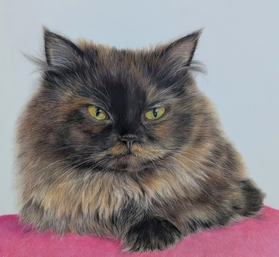 Cat portrait of a long haired by Sarah Reid