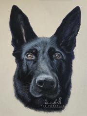 Dog portrait by Carol Bentley CB Portraits