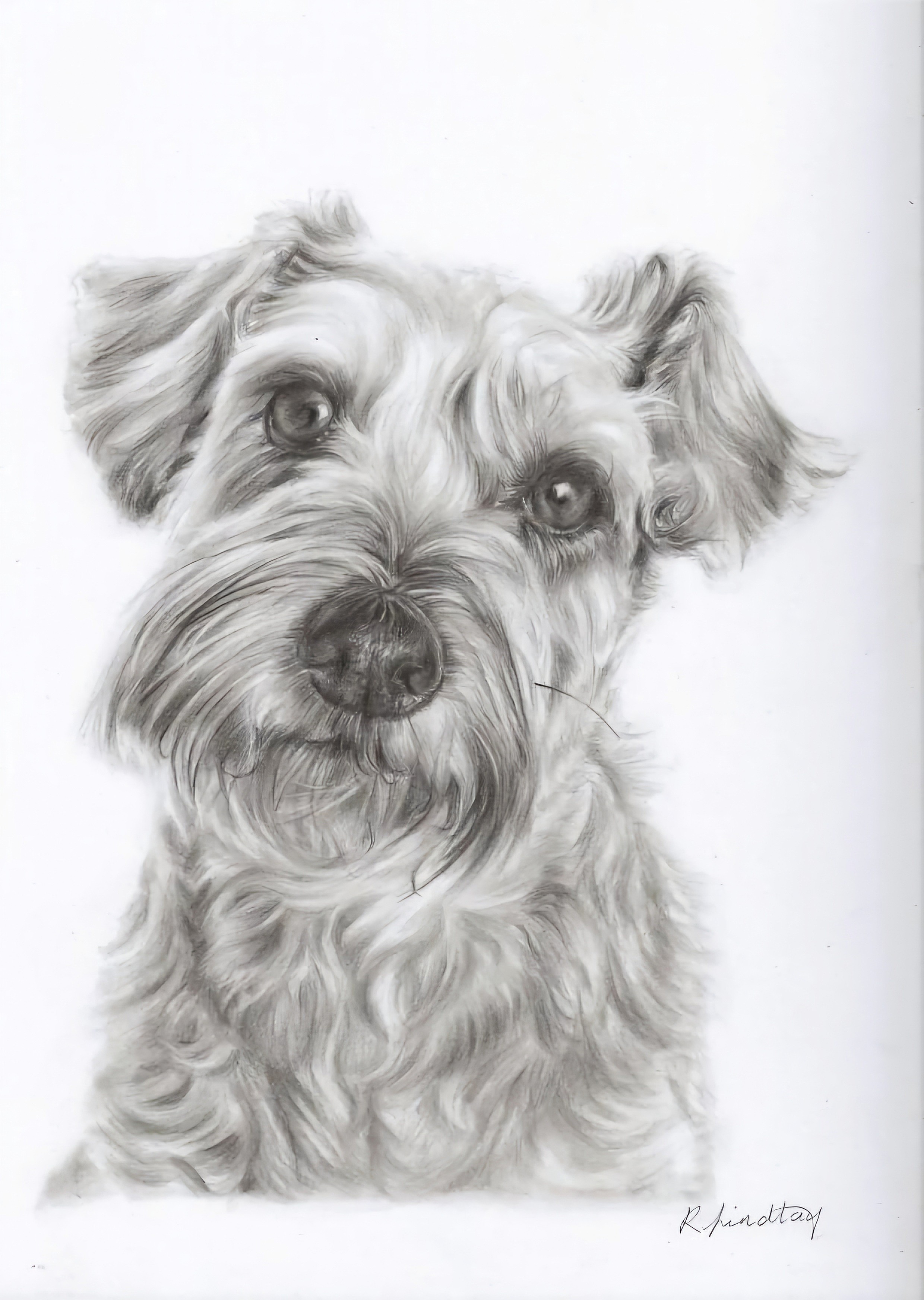 Dog portrait in graphite by Rebecca Findlay