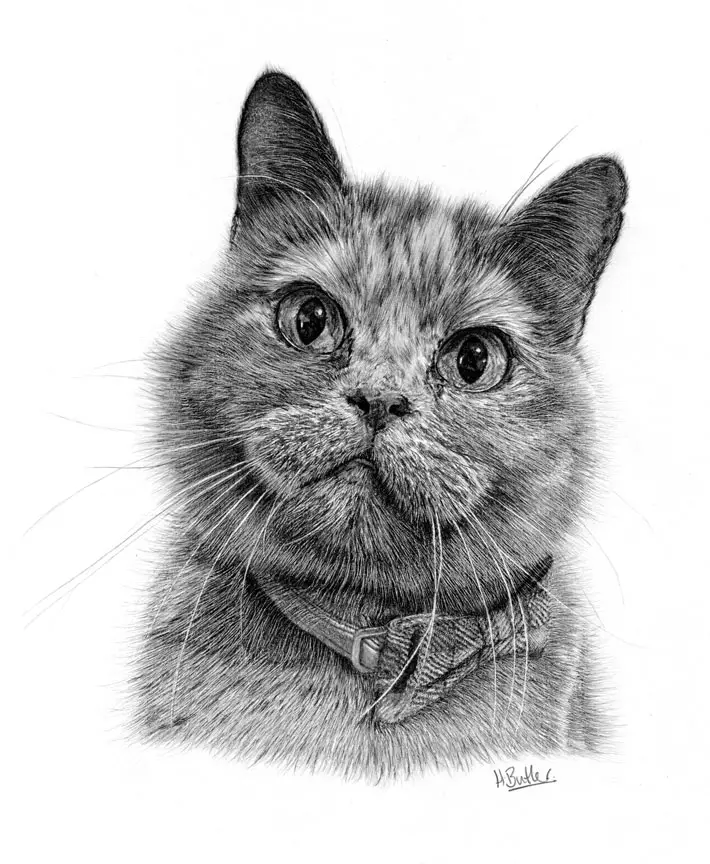 Cat portrait in graphite by Heather Butler