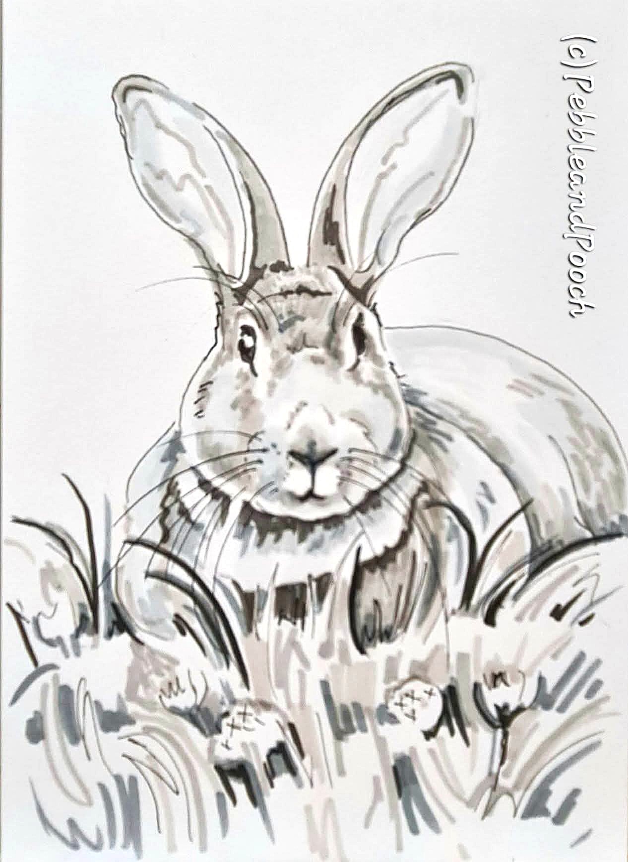 Pen and ink rabbit portrait by Lynda of Pebble and Pooch