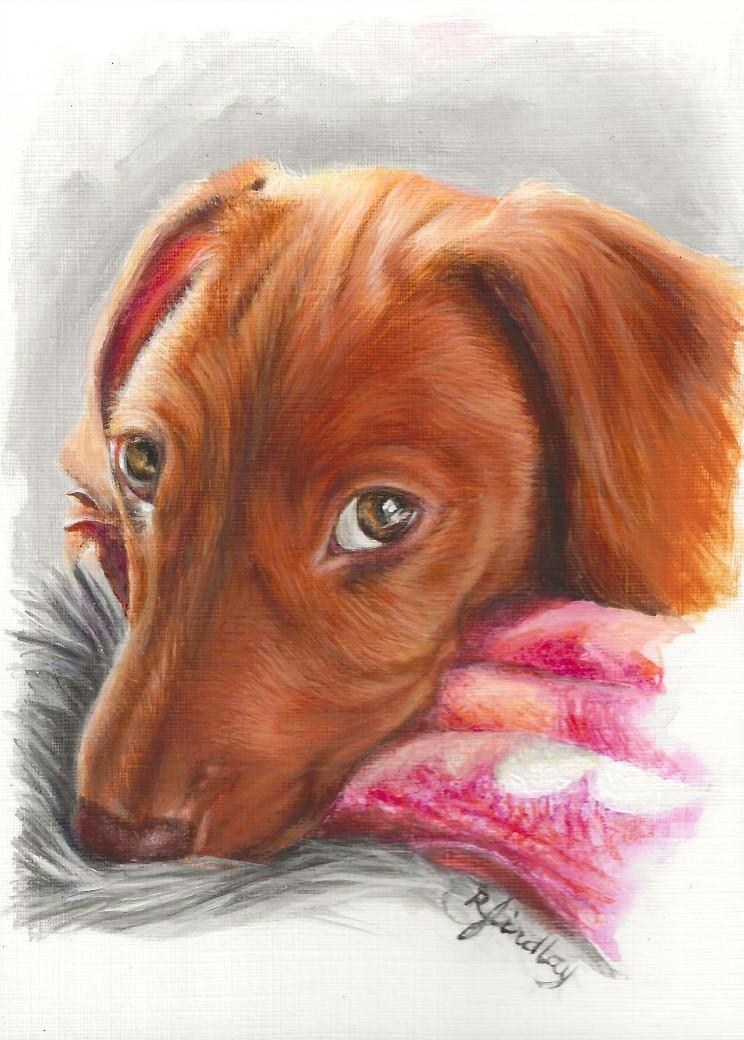 Ginger dog portrait by Rebecca Findlay