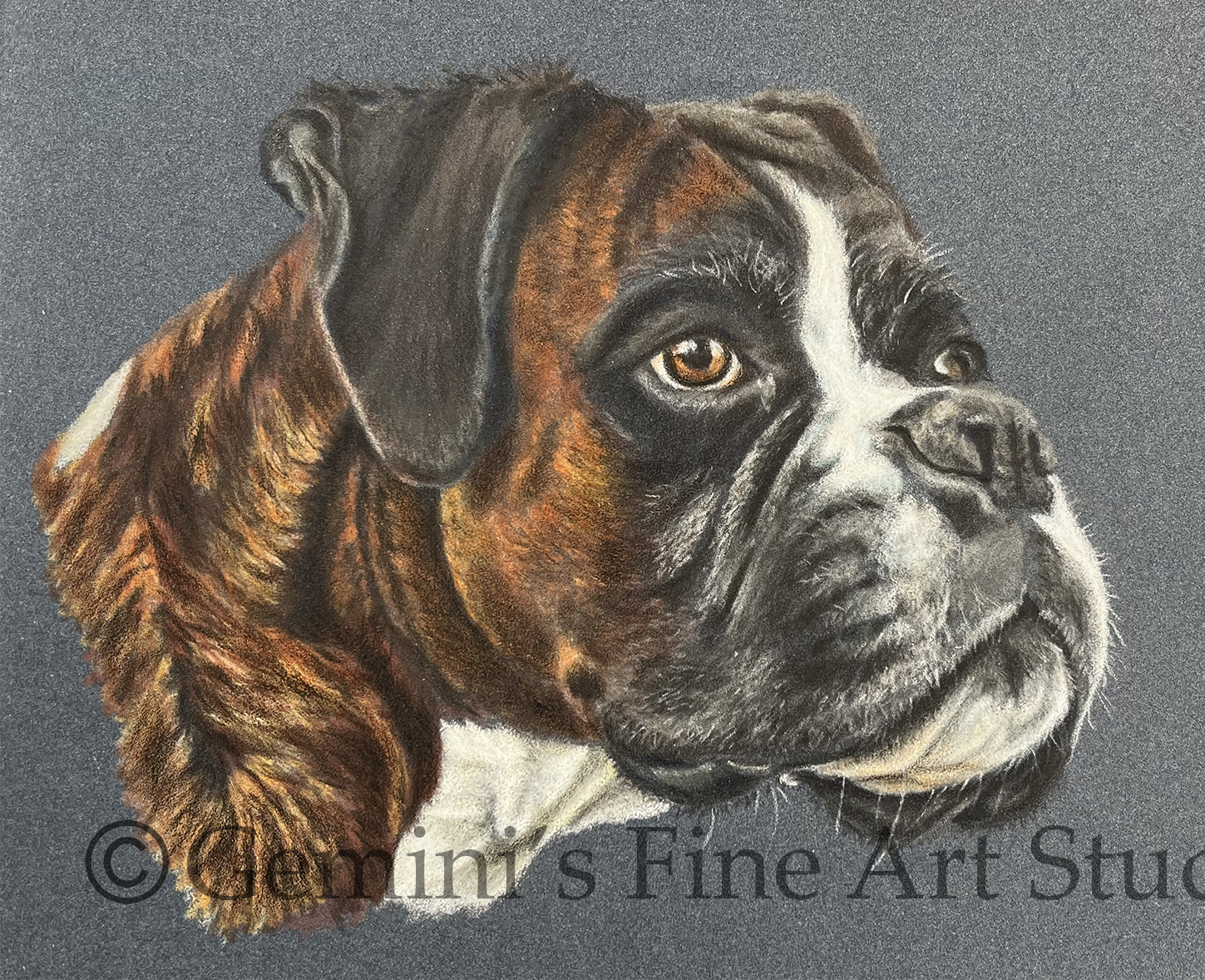 Dog portrait by Amanda Lloyd Jennings
