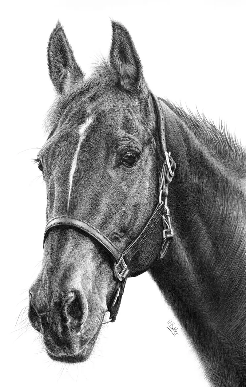 Horse portrait by Heather Butler