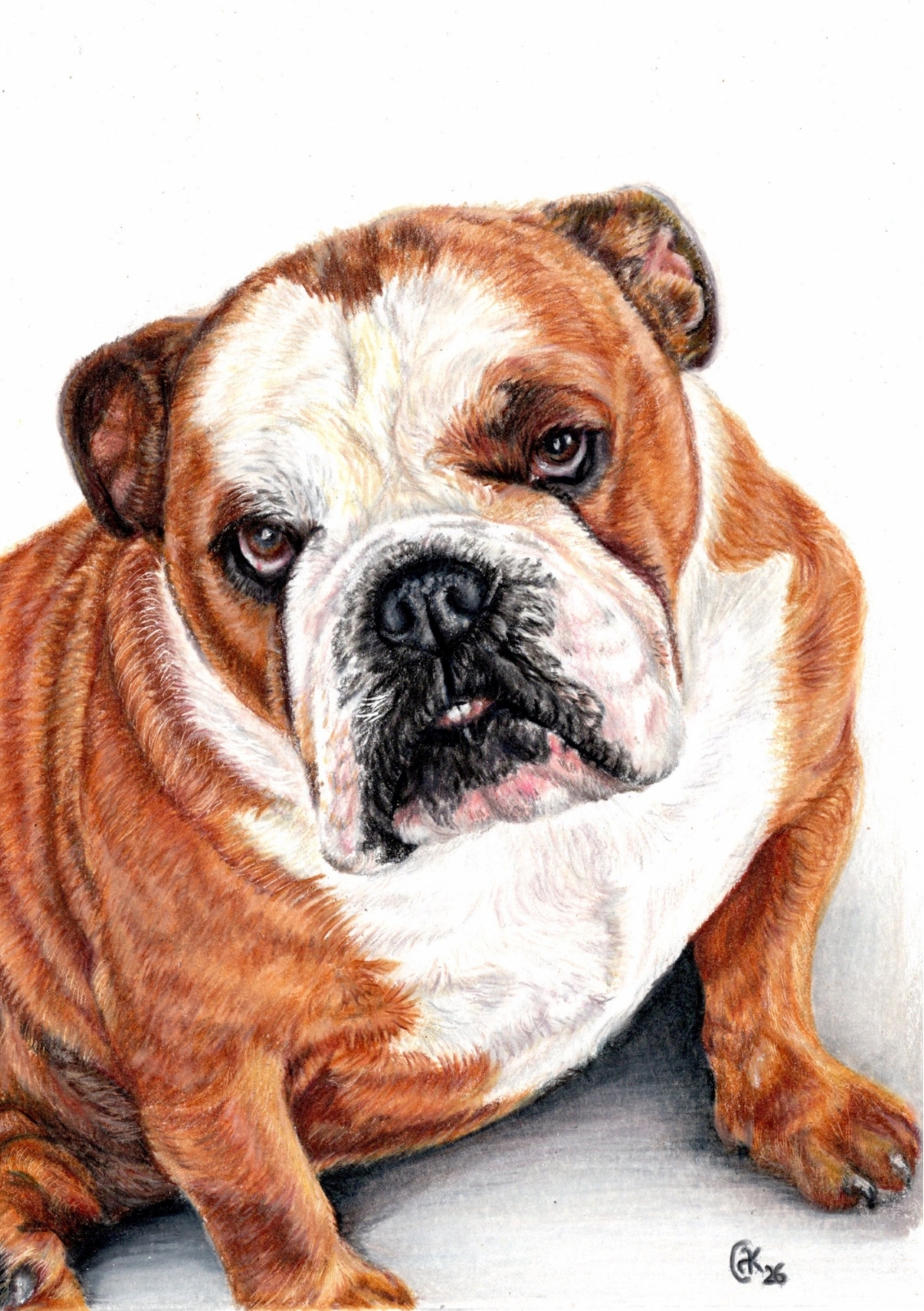 English Bulldog portrait in coloured pencils by Andrea Knowles
