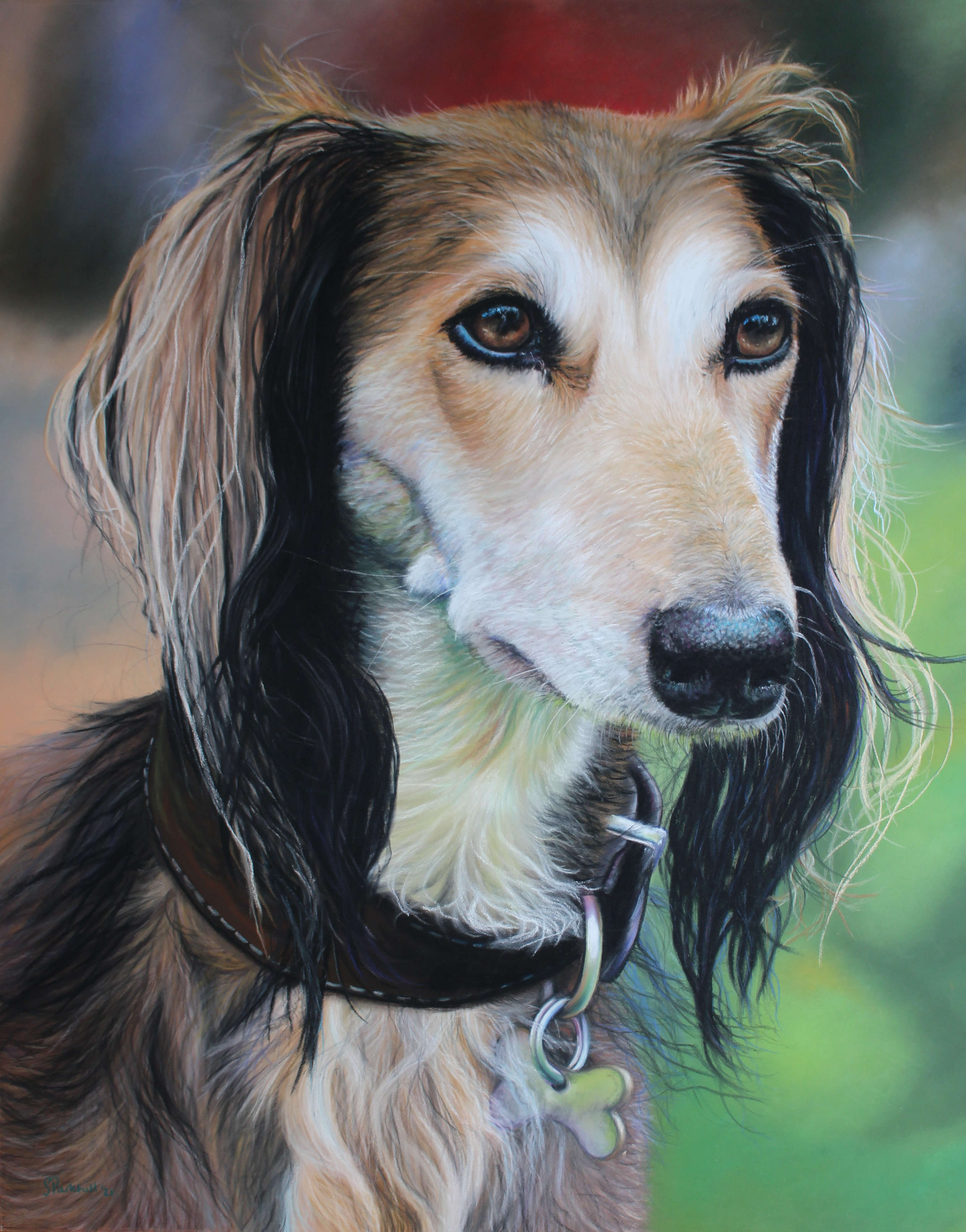 Saluki dog portrait by Sophie Parkhill