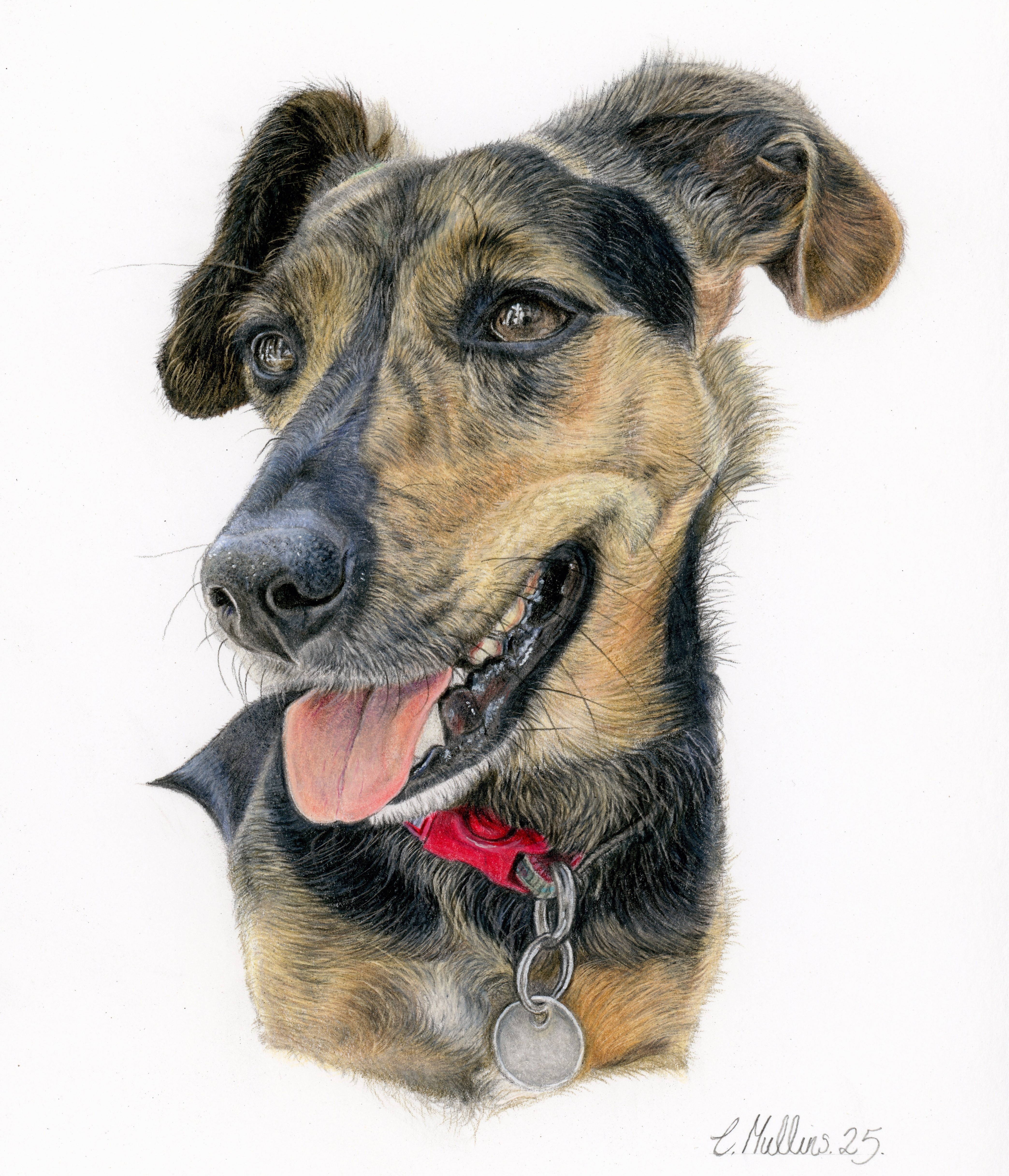 Terrier dog portrait by Charlotte Mullins