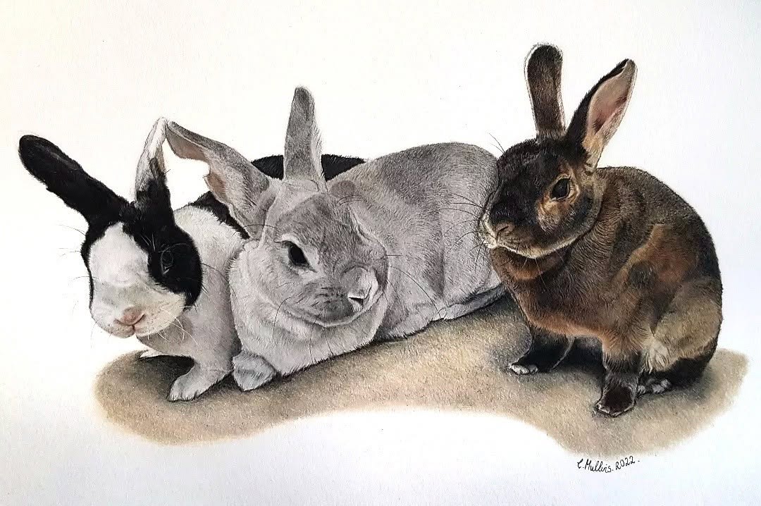 3 Rabbit portrait by Charlotte Mullins