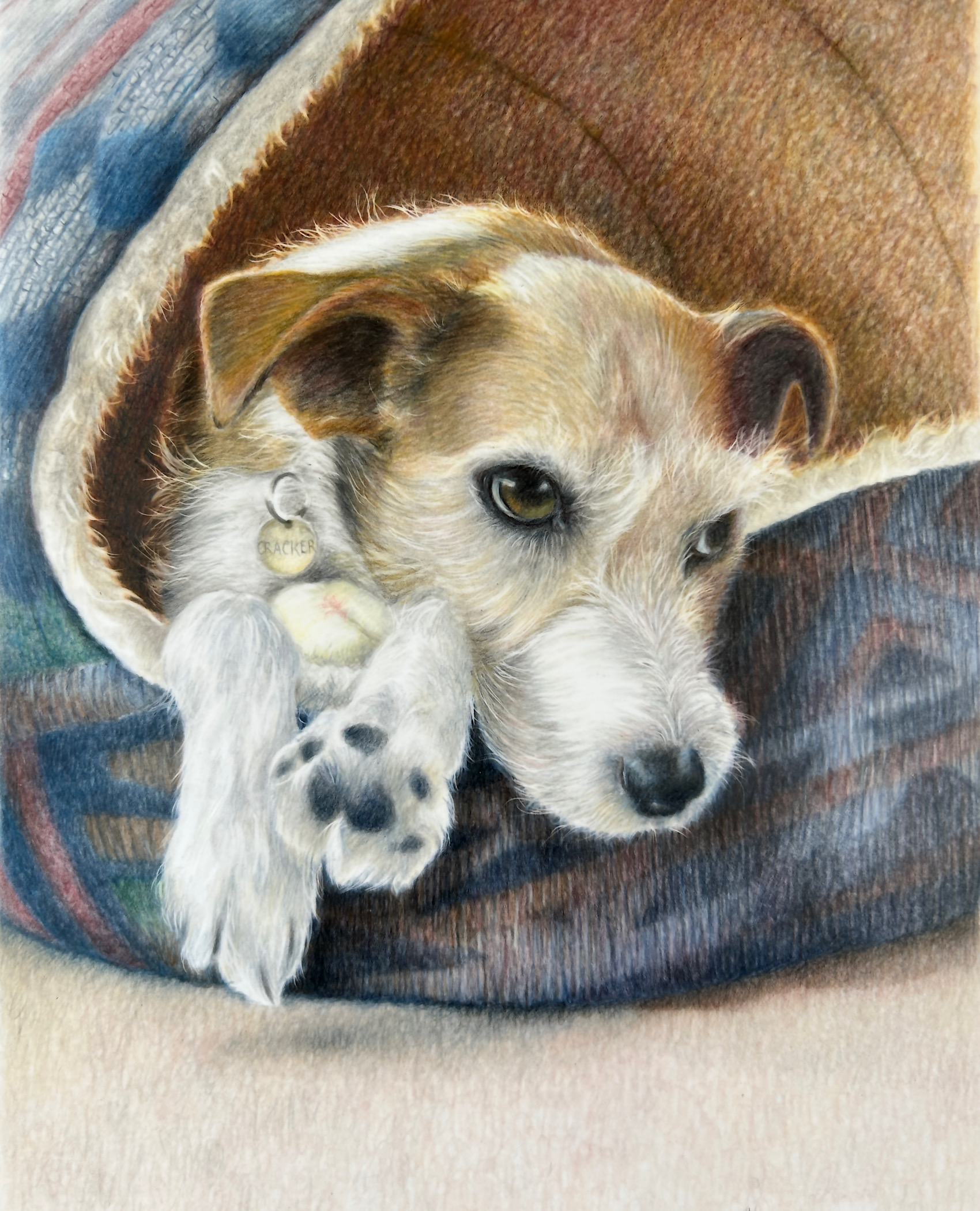 Jack Russell dog portrait in coloured pencils by Vanessa Harding