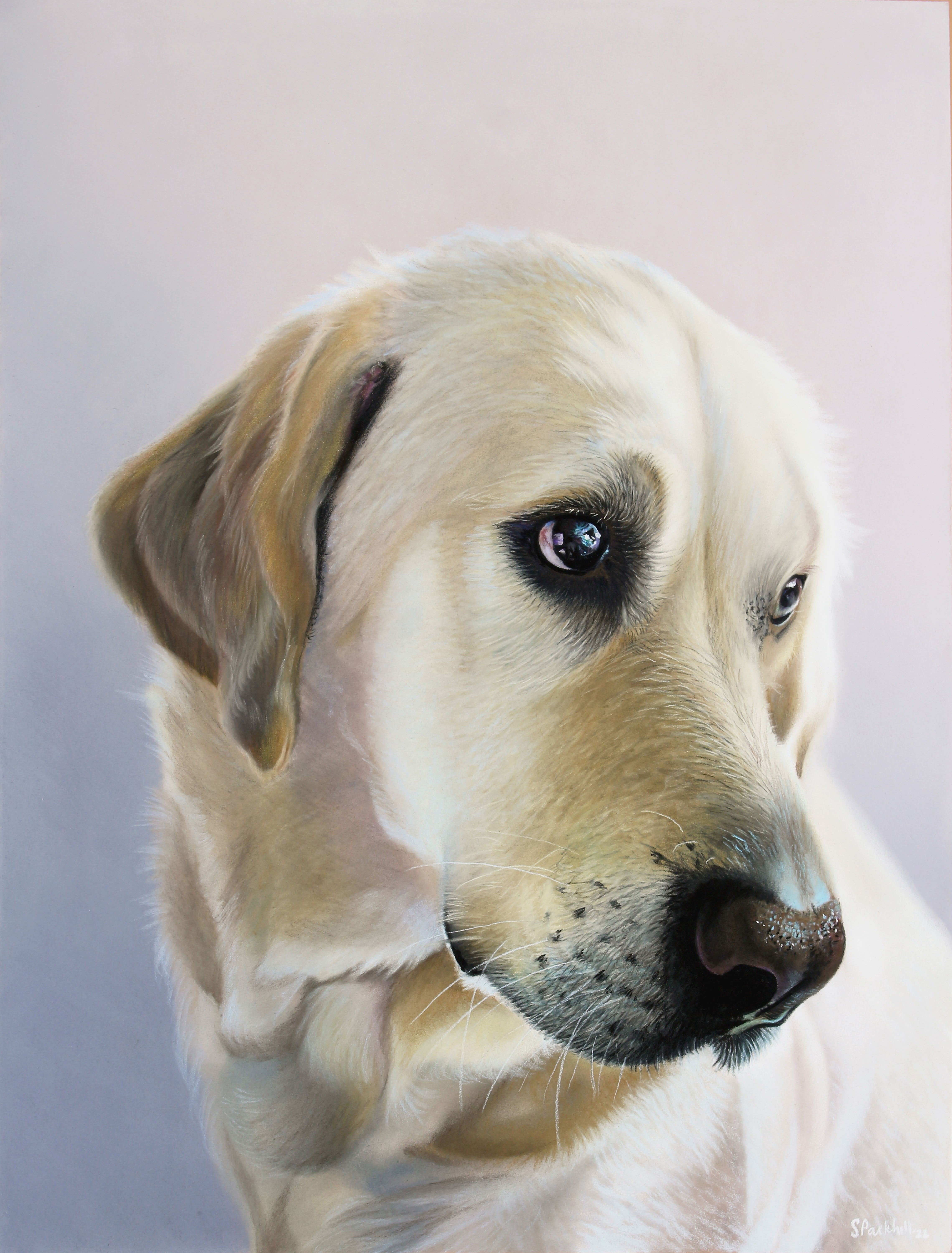 Dog portrait by Sophie Parkhill