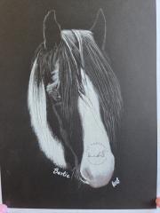 Horse portrait by CB Portraits