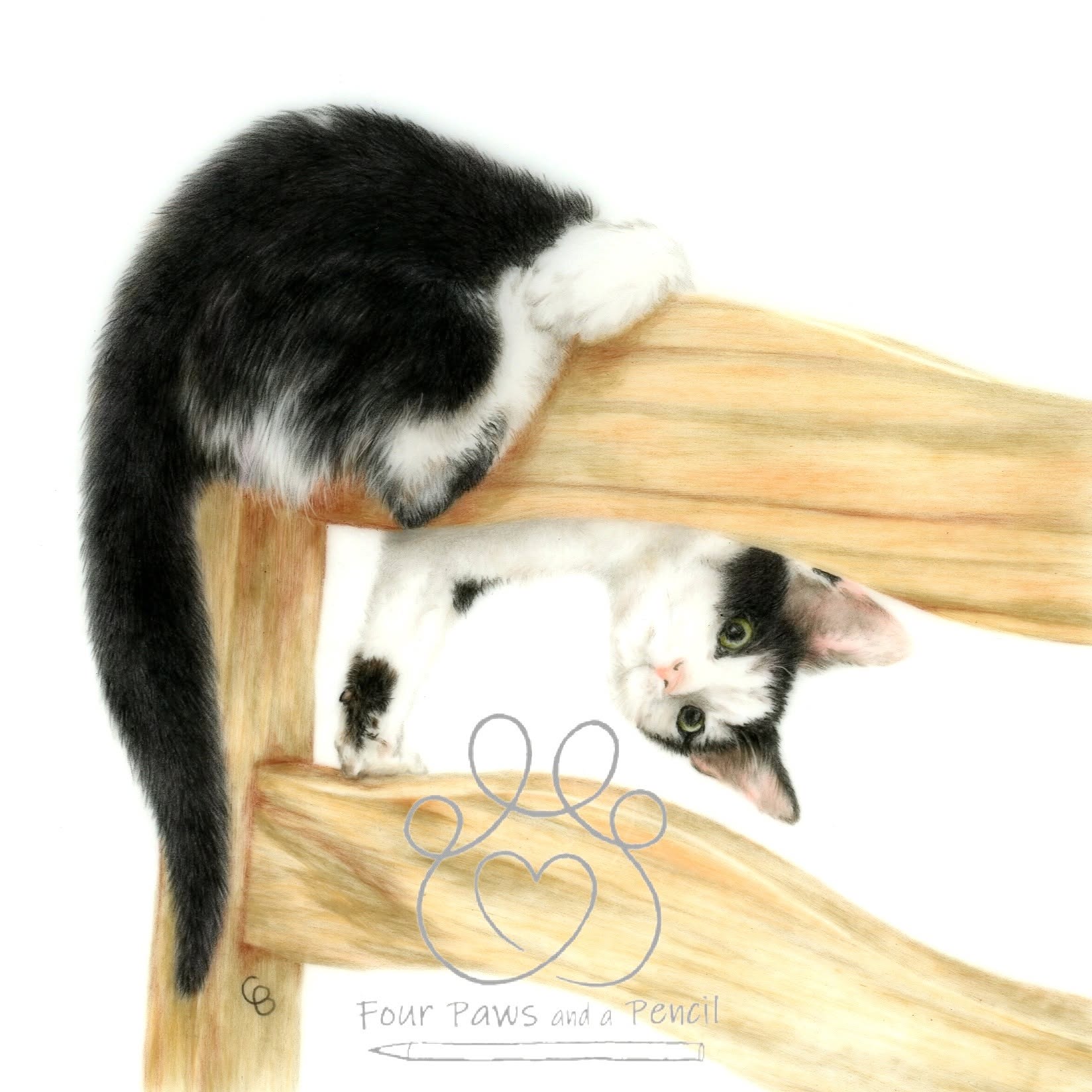 Cat portrait by Chesca Burrows