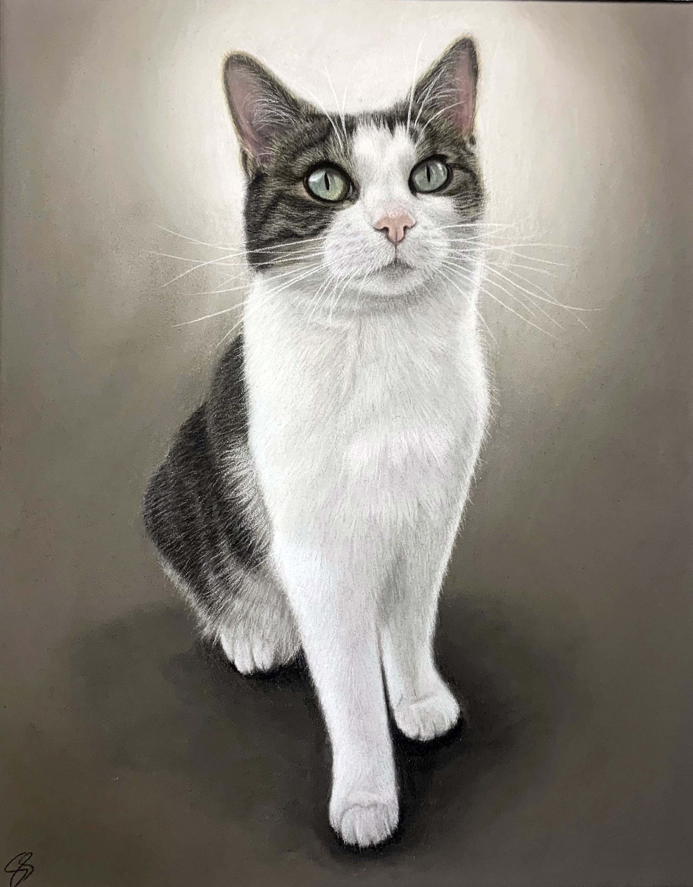 Cat portrait by Sally Sturgess