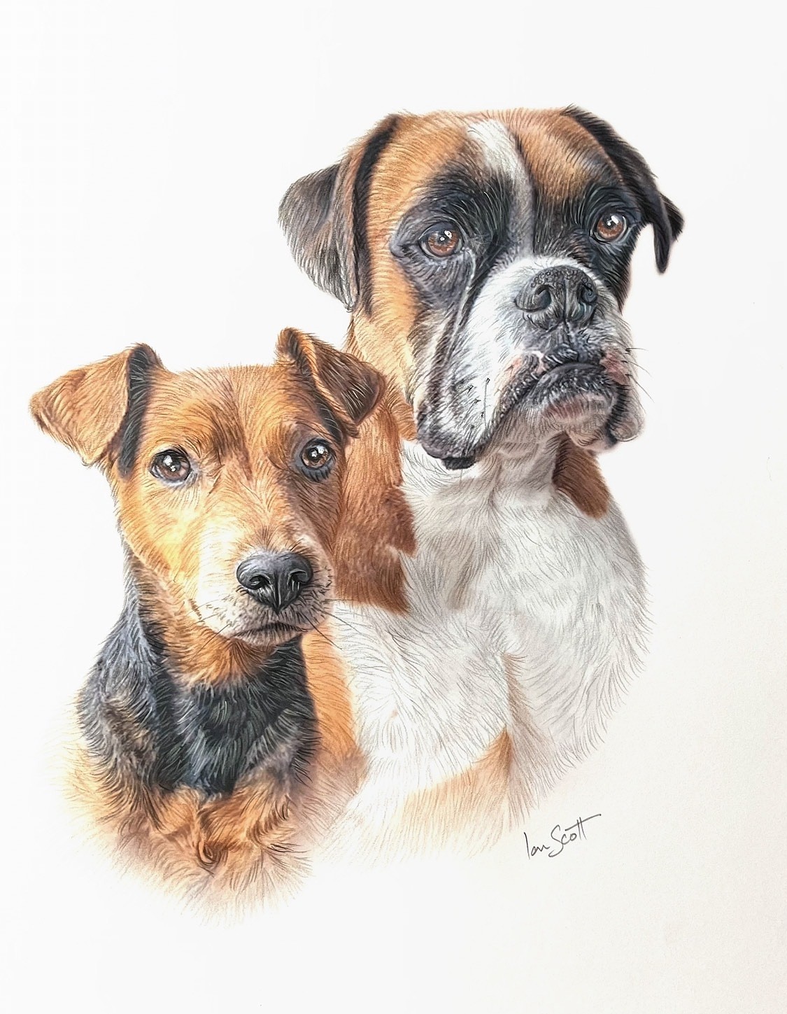Double dog portrait by Ian Scott