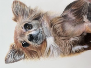 Dog portrait by Kerry Rigby