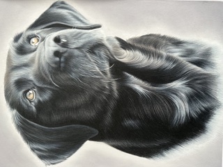 Portrait of a black dog by Kerry Rigby