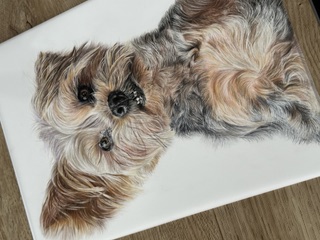 Pet portrait of a terrier by Kerry Rigby