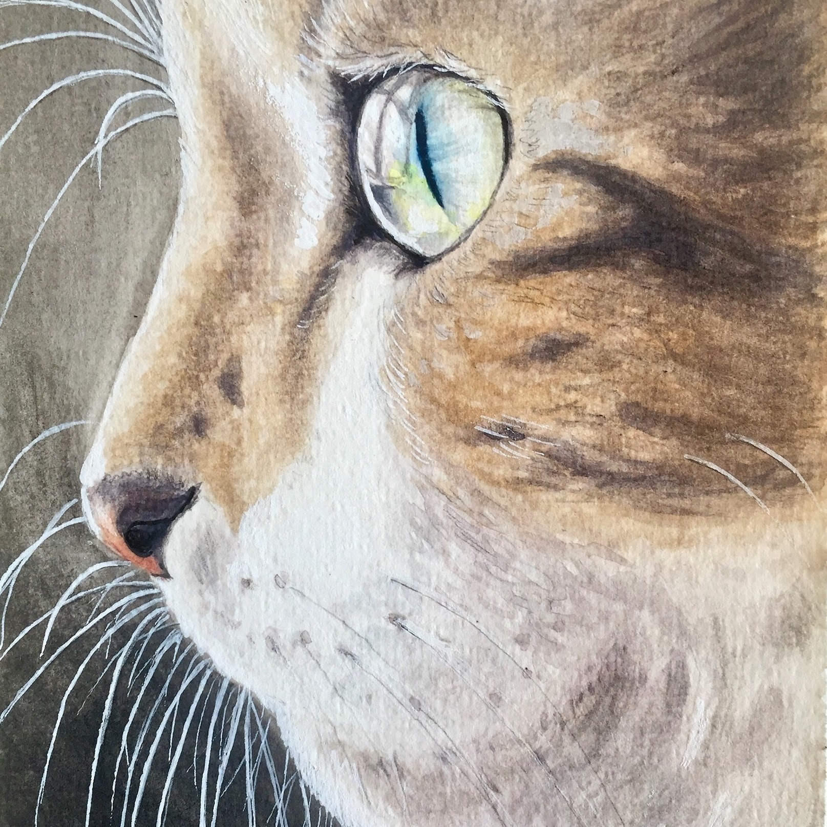 cats eye
