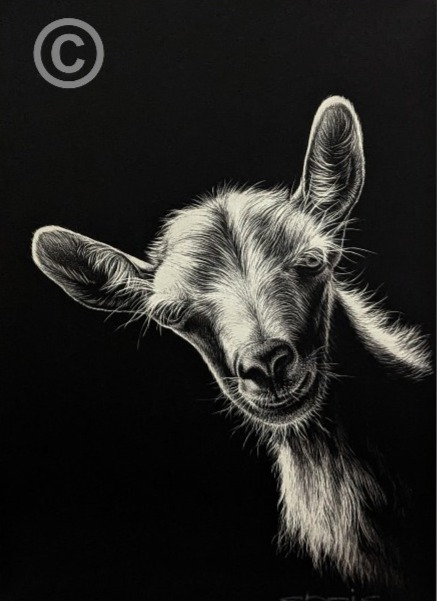 goat in black and white