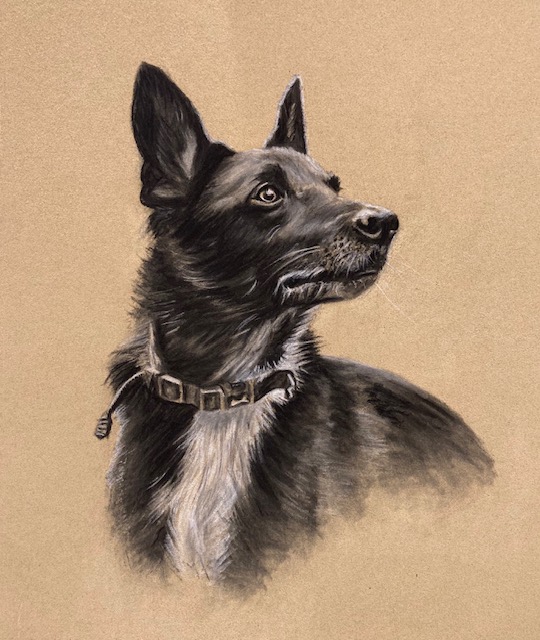 black dog portrait