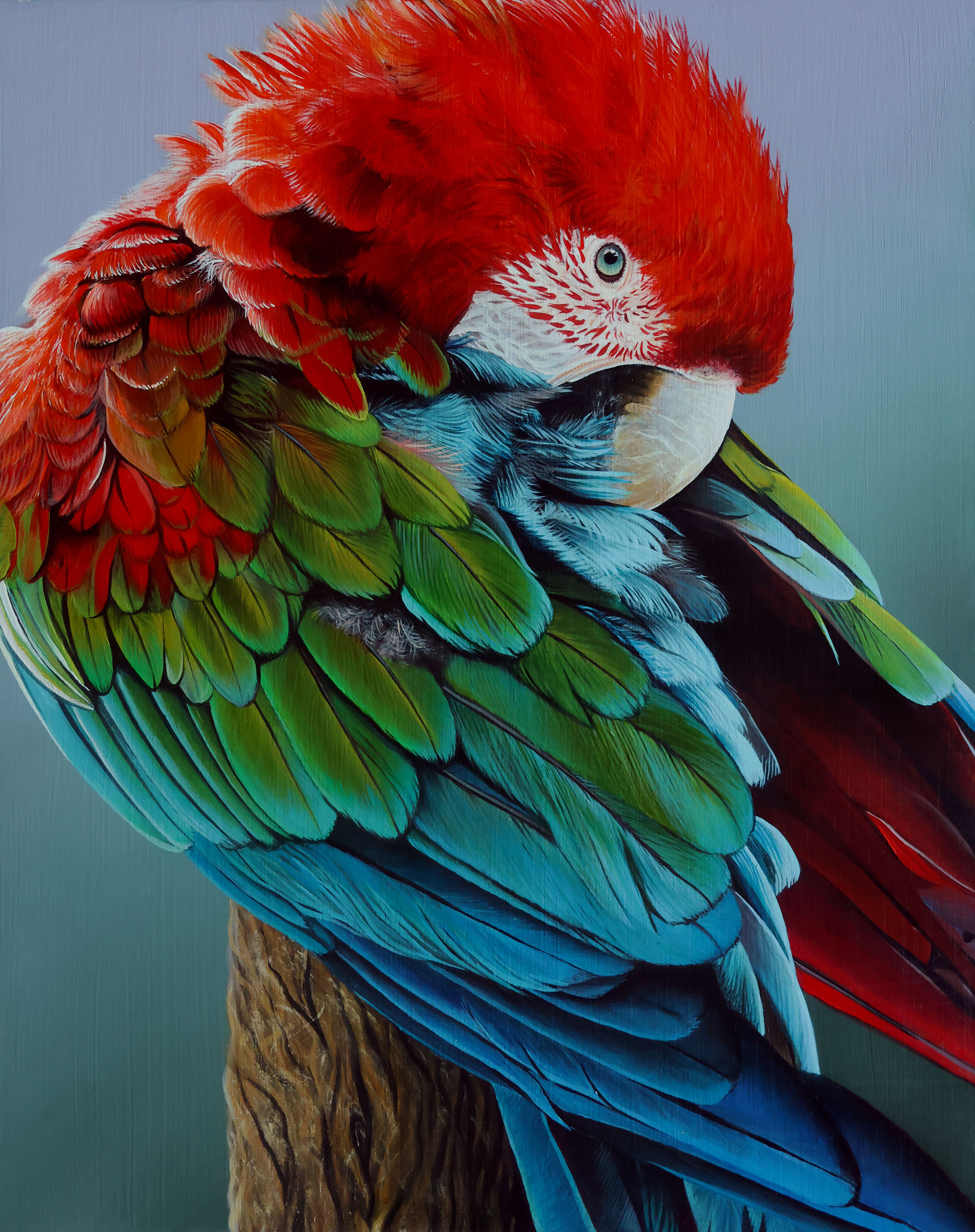macaw