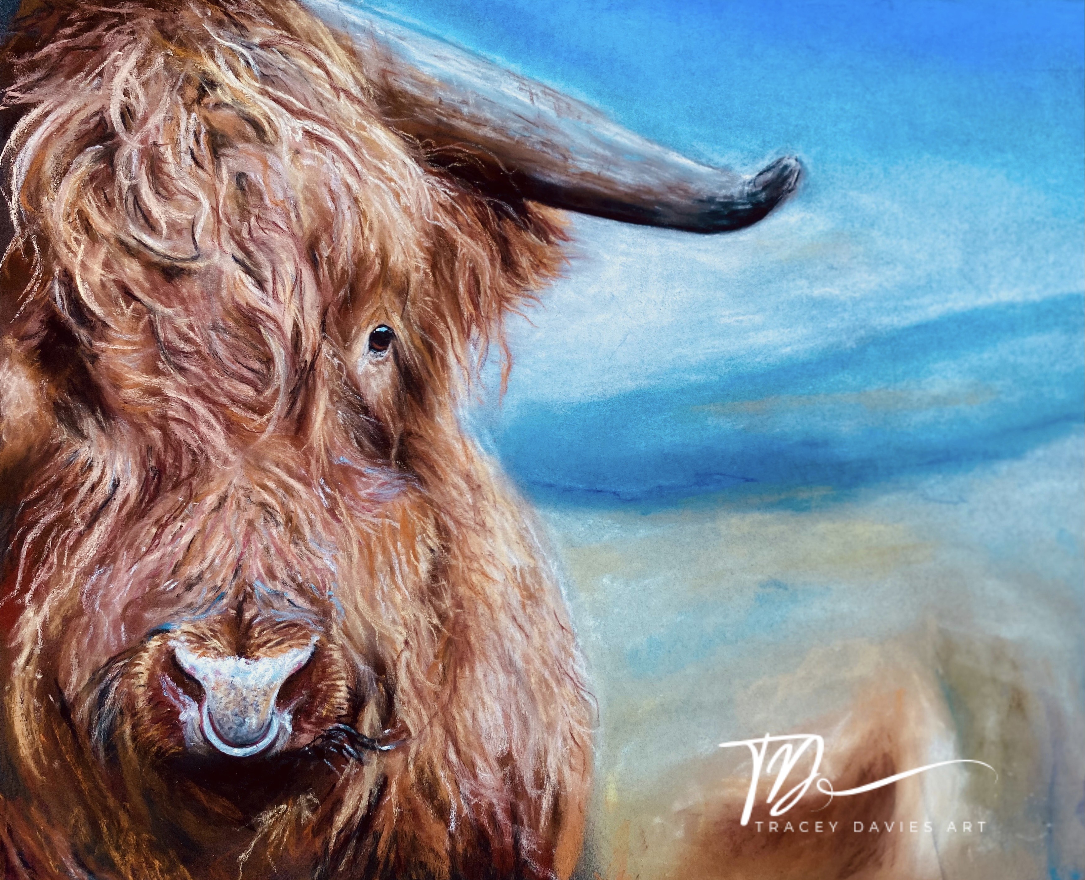 highland cow